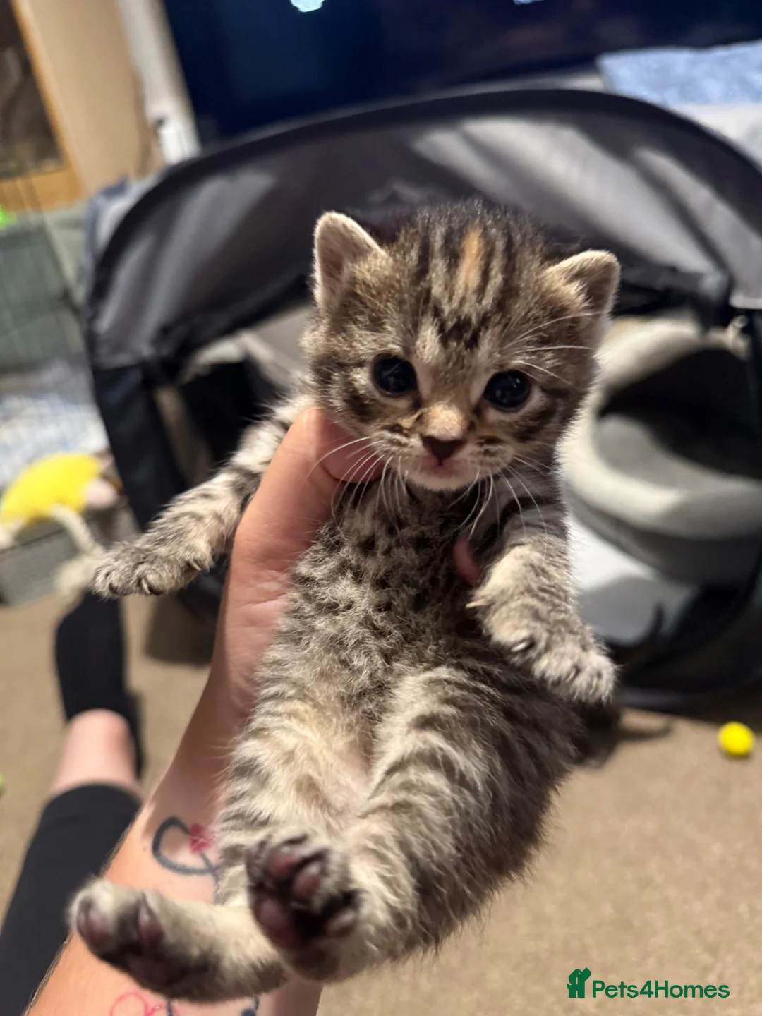 Mixed Breed cats for sale: 3 beautiful tabby kittens  - Advert 2