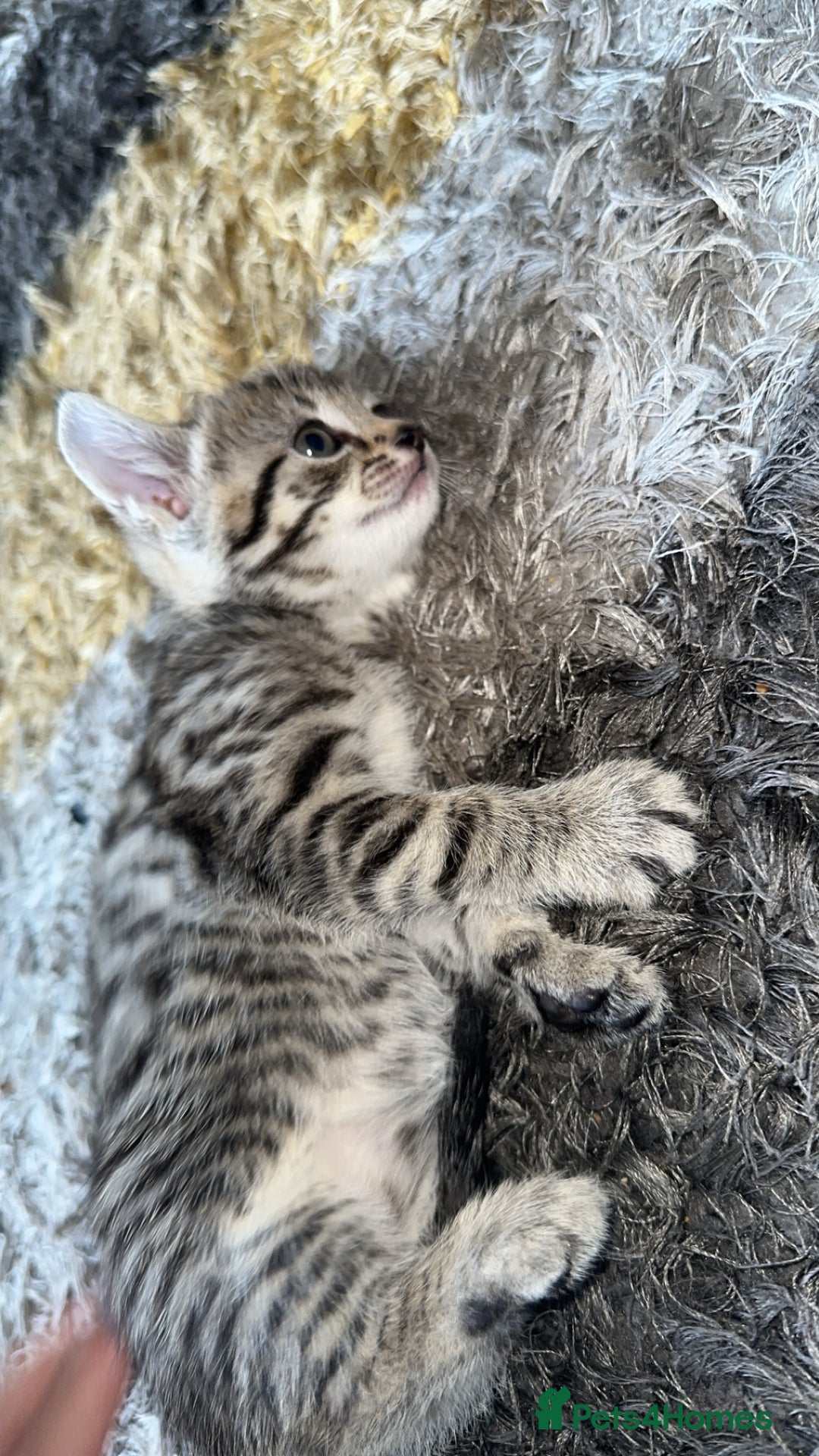 Domestic Shorthair cats for sale: Adorable tabby/bengal kittens to a good home - Image 40