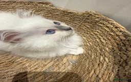 Ragdoll cats for sale: Beautiful litter of Ragdoll baby’s! 🐱🤍🐱 - Image 1