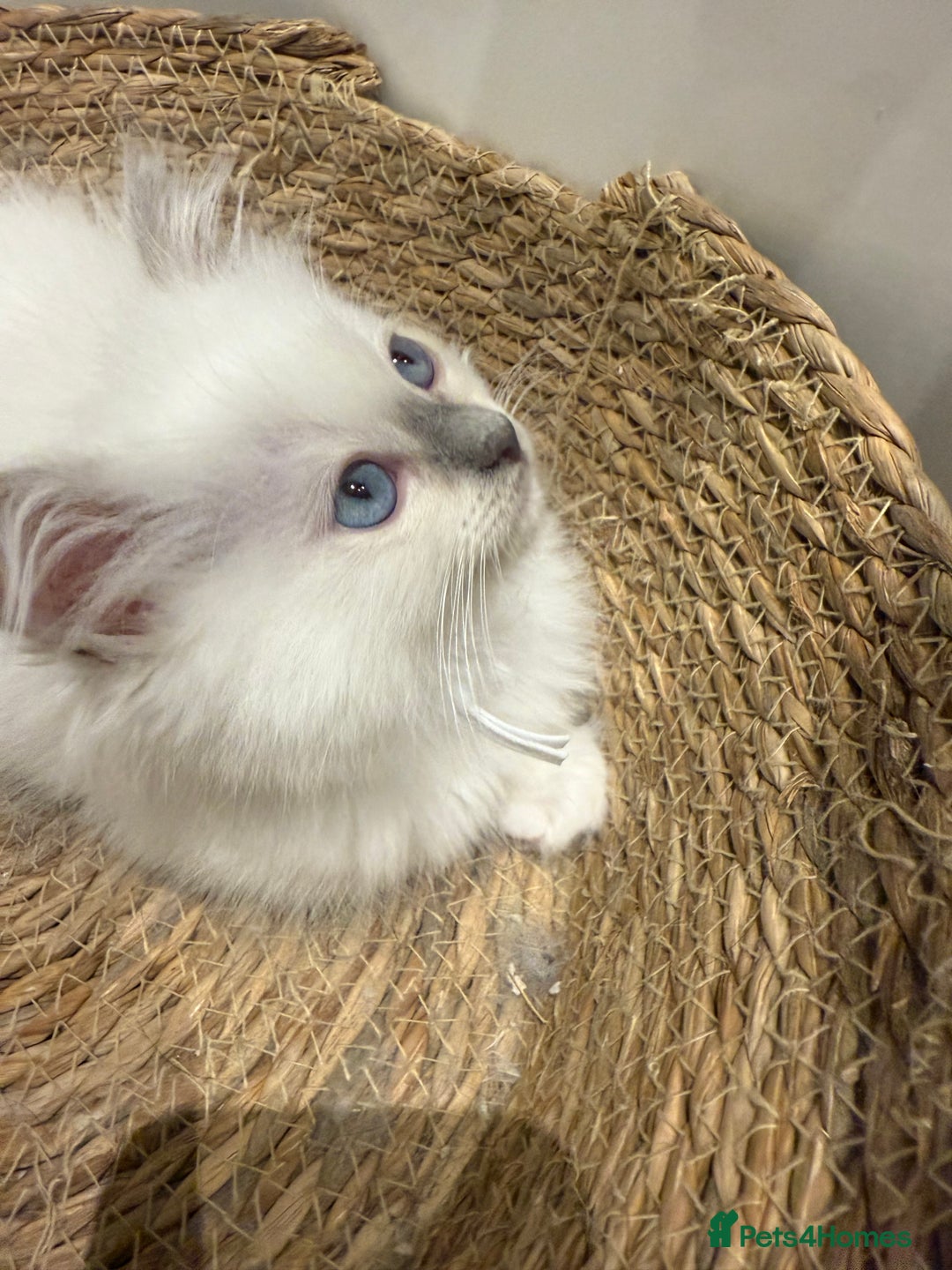 Ragdoll cats for sale: Beautiful litter of Ragdoll baby’s! 🐱🤍🐱 - Image 1