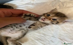 Mixed Breed cats for sale: 5 kittens for sale - 3 boys and 3 girls  - Image 1