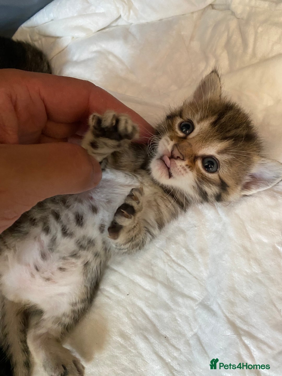 Mixed Breed cats for sale: 5 kittens for sale - 3 boys and 3 girls  - Image 1