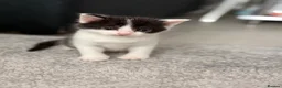 Mixed Breed cats for sale:     Healthy Playful Kittens - Advert 10