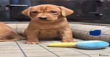 Labrador Retriever dogs Gorgeous KC Red Labrador Pups - Advert 2