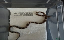 Corn Snake reptiles for sale: Cornsnake Hatchlings - Image 19