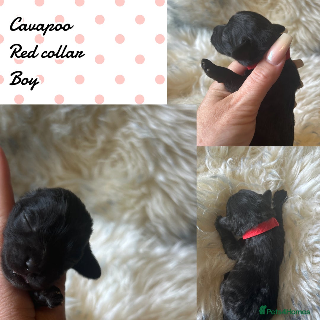Cavapoo dogs for sale: Beautiful fully DNA tested Cavapoo's  - Image 16