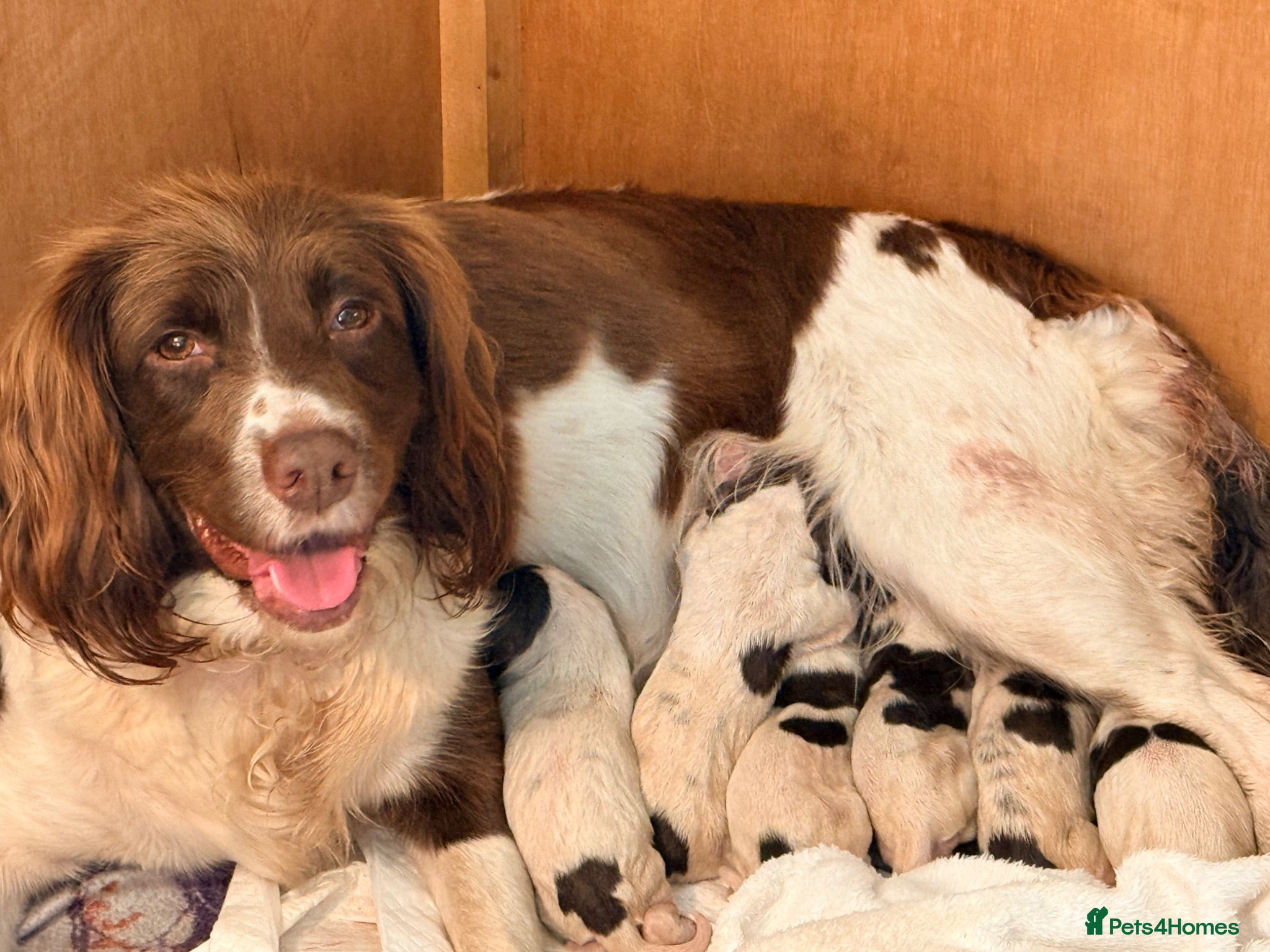 English Springer Spaniel dogs Pedigree springer spaniel Puppies - Advert 3