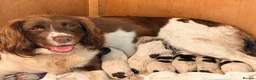 English Springer Spaniel dogs for sale: Pedigree springer spaniel Puppies in Stirling - Advert 1