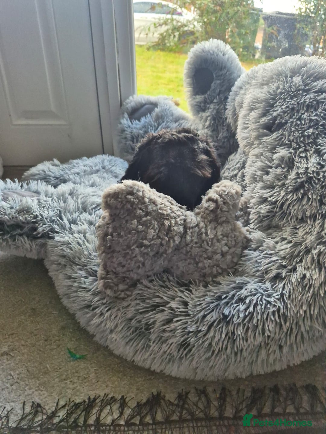 Cockapoo dogs for sale: 3 year old cockapoo  - Image 3