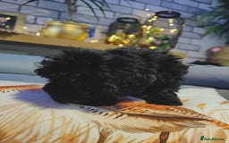 Shihpoo dogs for sale: Standard poodle x shihpoo - Image 11