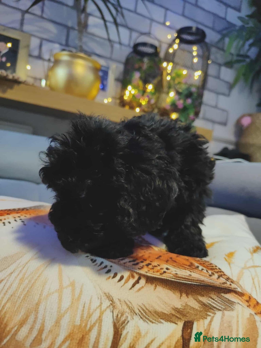 Shihpoo dogs for sale: Standard poodle x shihpoo - Image 11