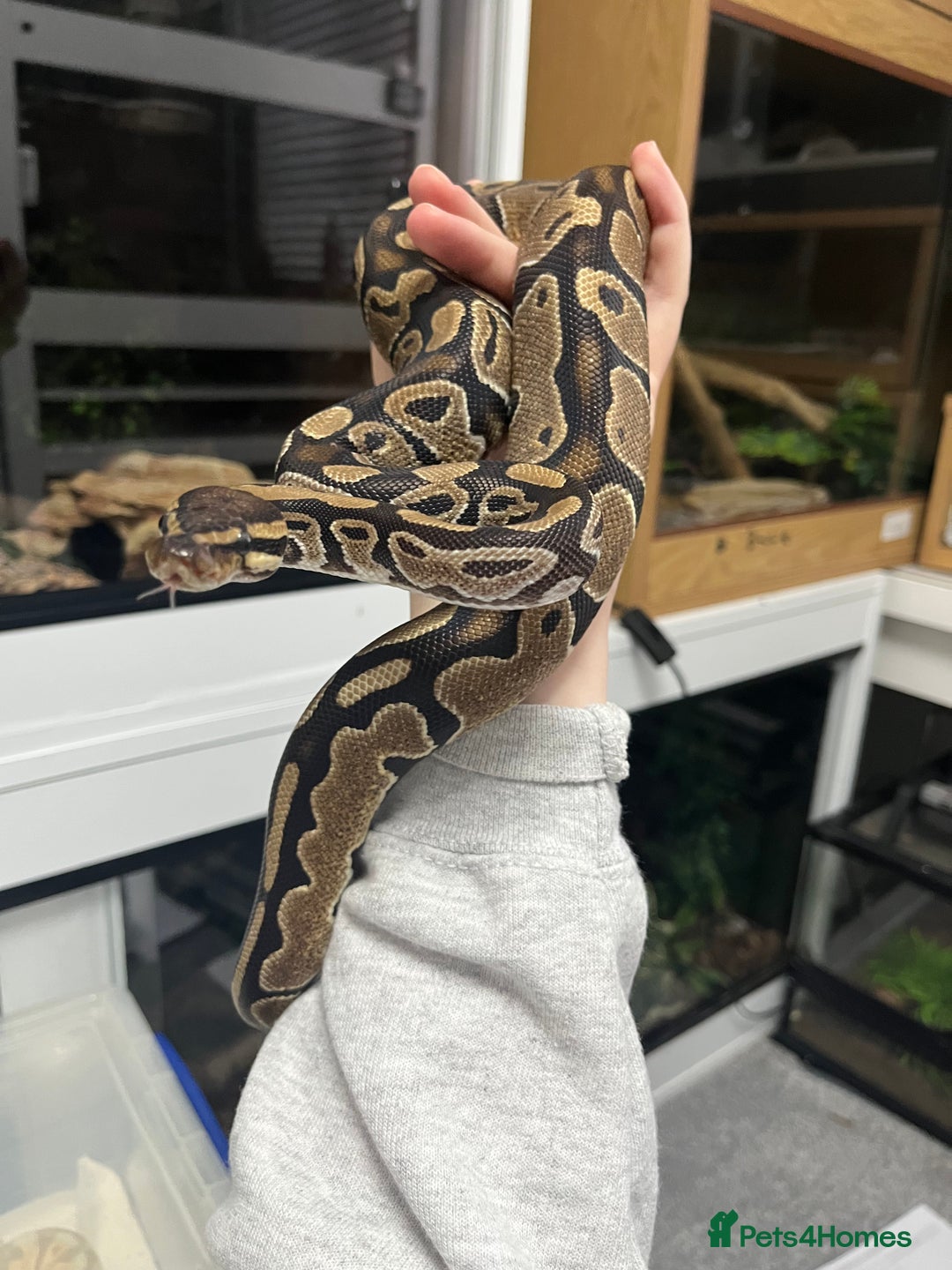 Mixed Breed reptiles for sale: Loads of snakes for rehome!  - Advert 5