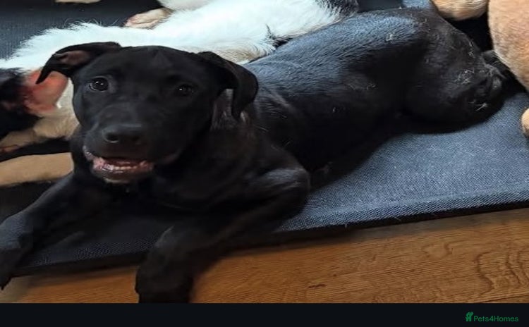 Mixed Breed dogs - Advert 1