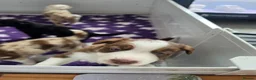 Border Collie dogs for sale: Border collie puppies - Advert 5