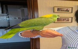 Parrots birds for sale: Yellow naped amazon - Image 1