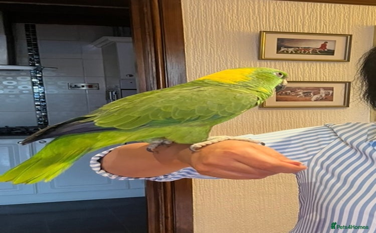 Parrots birds - Advert 1