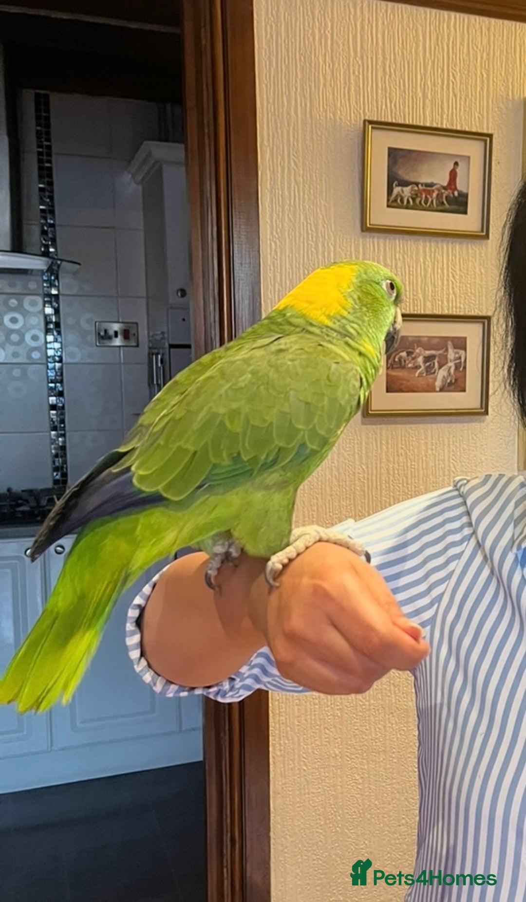 Parrots birds for sale: Yellow naped amazon - Image 1