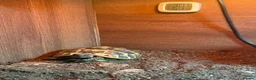 Hermann Tortoise reptiles for sale: Hermann Tortoise, 4 years old, Female in Saltash - Advert 5