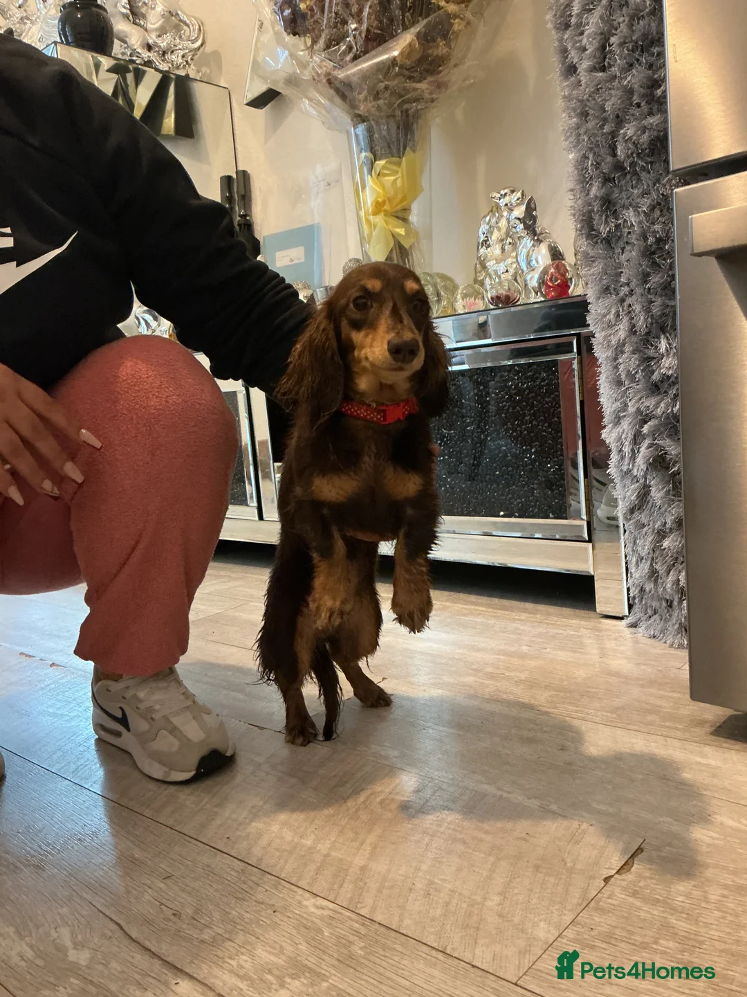 Dachshund dogs for sale: Miniature chocolate dachshund  - Advert 2