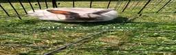 Mixed Breed rabbits for sale: Beautiful boys  in Tenterden - Advert 17