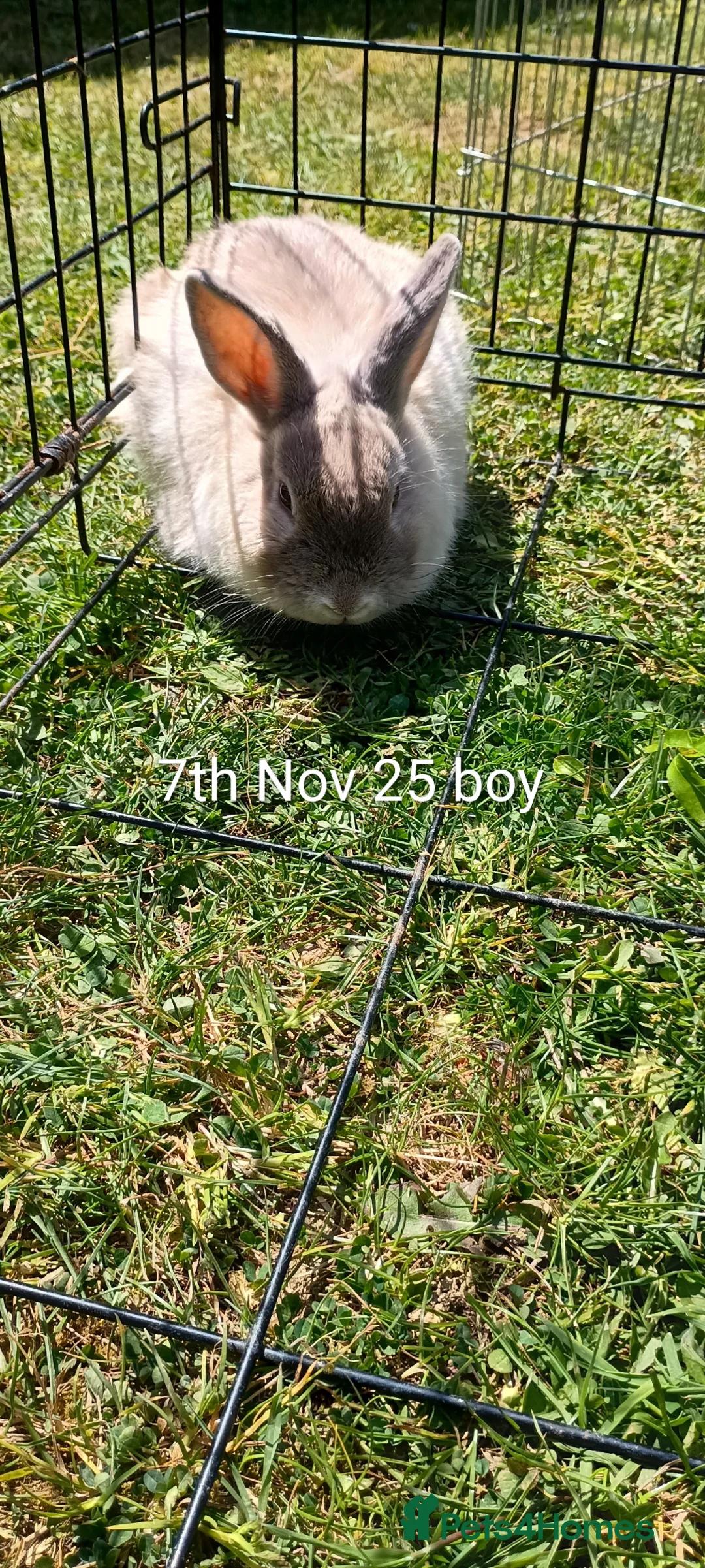 Mixed Breed rabbits for sale: Beautiful boys  in Tenterden - Advert 17