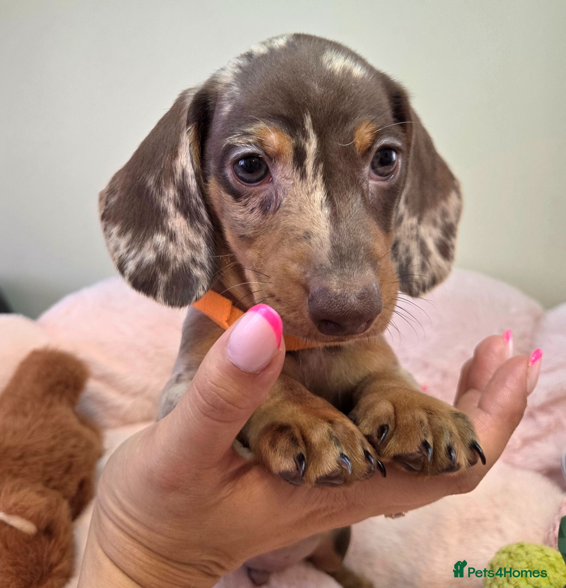 Miniature Dachshund dogs Miniature Dachshund - Advert 17