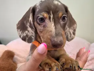 Miniature Dachshund dogs Miniature Dachshund - Advert 17