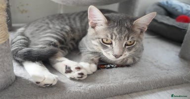 Mixed Breed cats - Advert 10