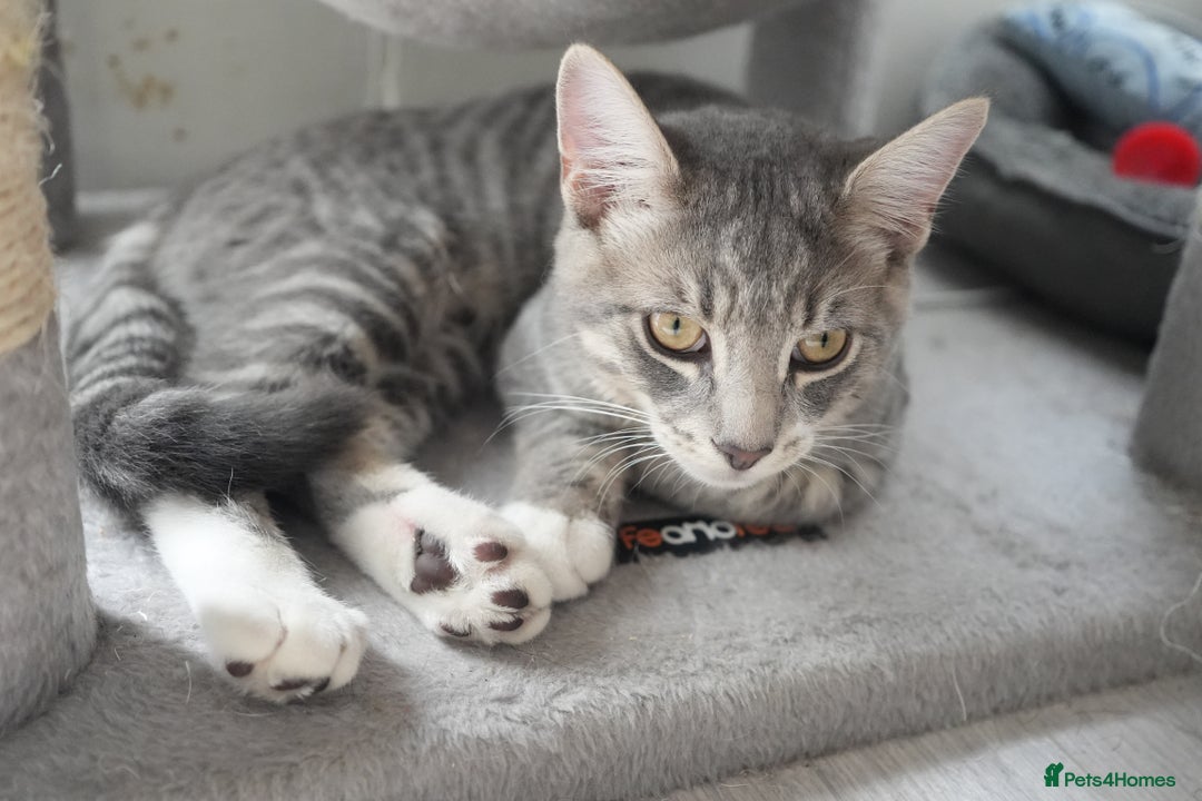 Mixed Breed cats for sale: Playful Loving Kittens for Their New Forever Home - Image 4