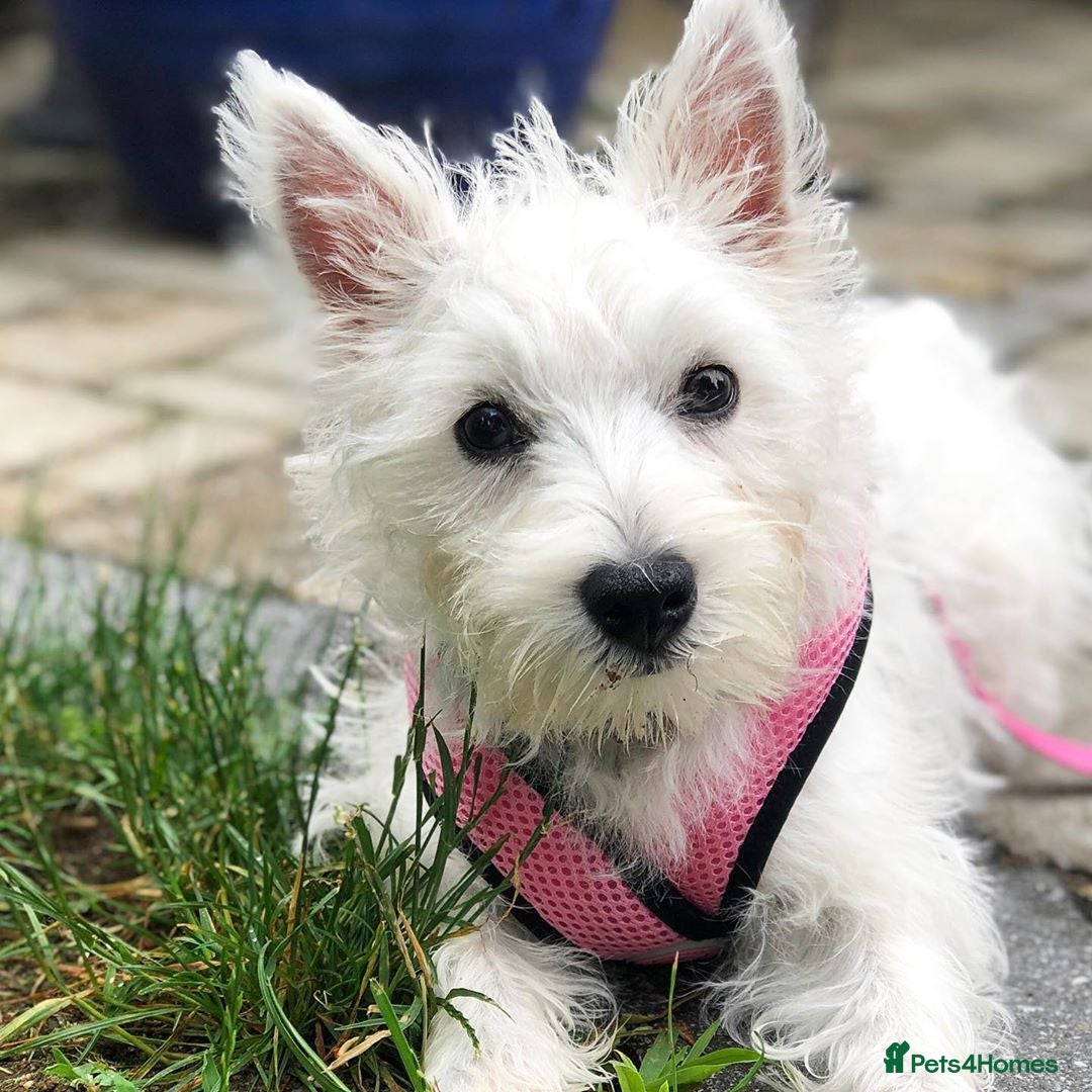 West Highland Terrier dogs for sale:  West Highland White Terrier - Image 9