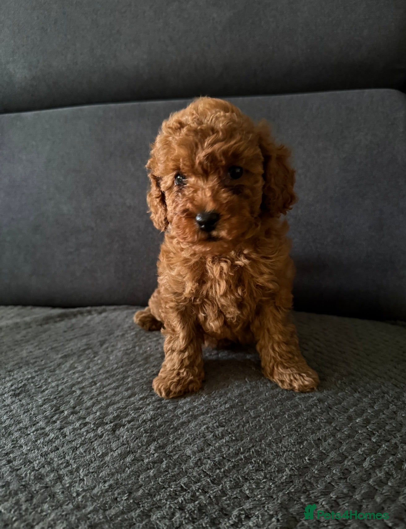 Toy Poodle dogs Beautiful Toy Poodle Puppies - Advert 4
