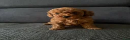 Toy Poodle dogs for sale: Beautiful Toy Poodle Puppies - Advert 1