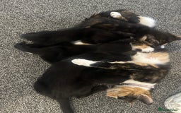 Mixed Breed cats for sale: Four beautiful kittens - Image 6