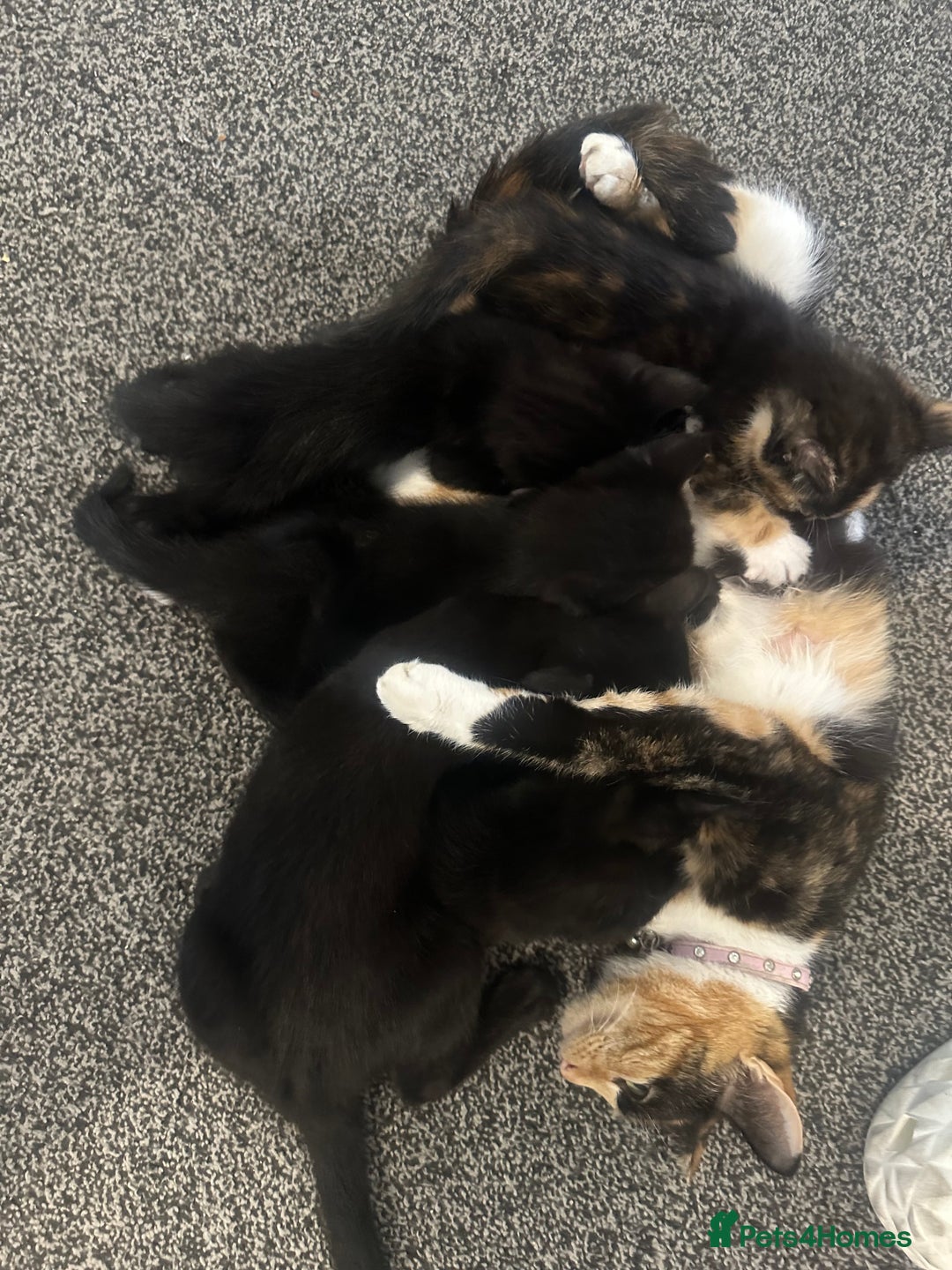 Mixed Breed cats for sale: Four beautiful kittens - Image 6