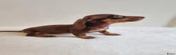 Miniature Dachshund dogs for sale: Beautiful Miniature Dachshund Puppies  - Advert 6