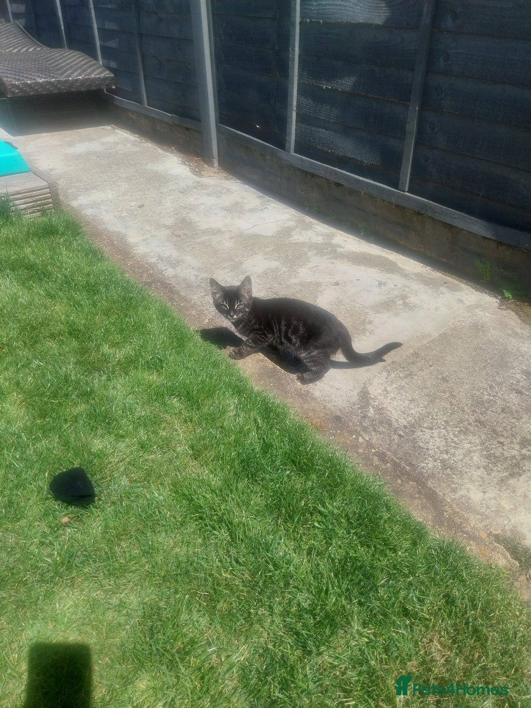 Bengal cats for sale: Mixed Bengal  in Watford - Image 5
