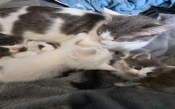 Turkish Angora cats for sale: 3 turkish angora x  - Image 1