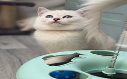 British Shorthair cats for sale: British shorthair kittens  silver/ golden TICA - Image 5