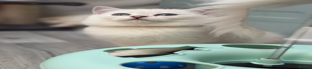 British Shorthair Kitten 4