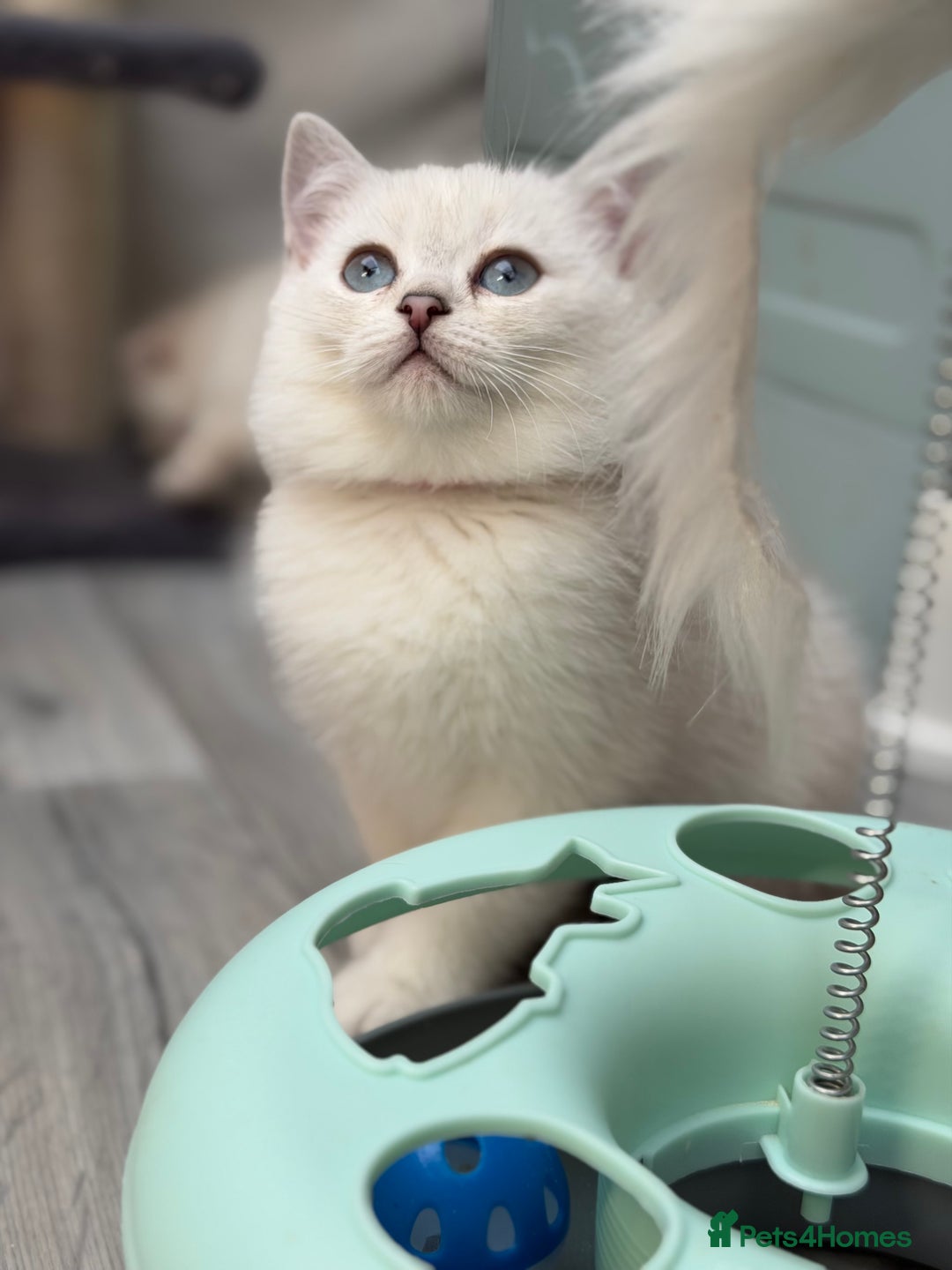 British Shorthair cats for sale: British shorthair kittens  silver/ golden TICA - Image 5