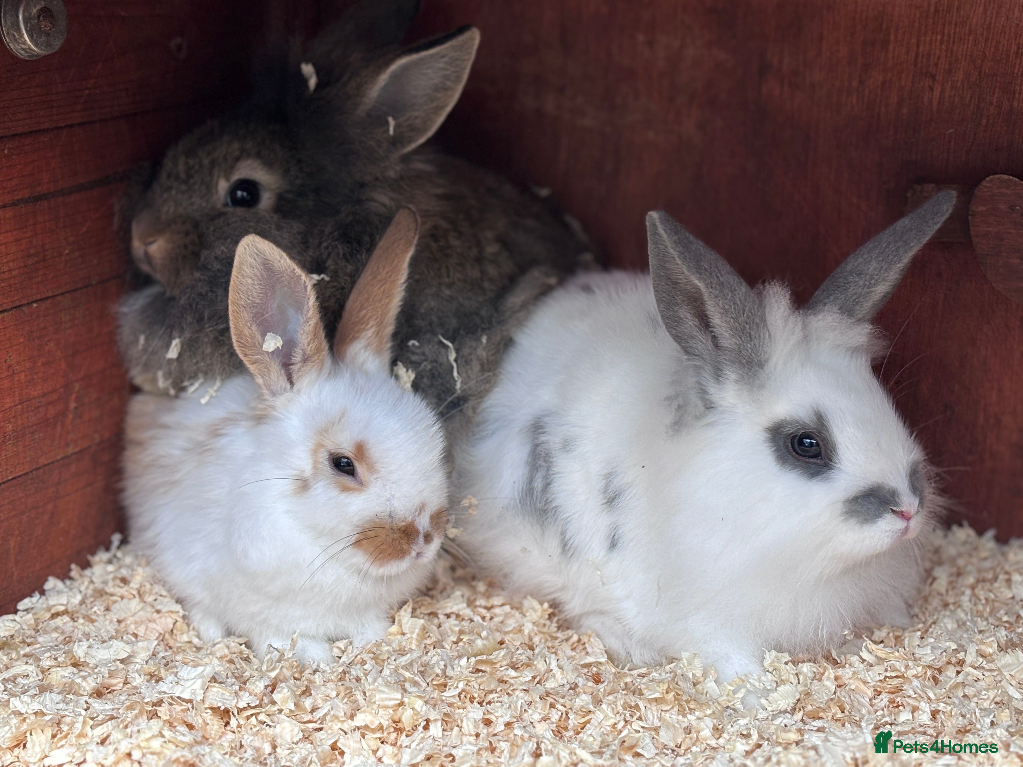 Mixed Breed rabbits Beautiful Baby Lionhead Bunnies For Sale - Advert 3