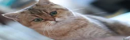 British Shorthair cats for sale: 🌟 Stunning Golden Queen–TICA ACTIVE Registered 🌟 - Advert 20