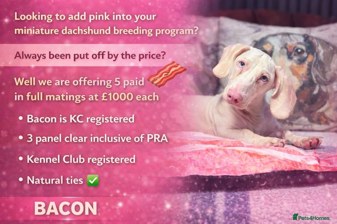 Miniature Dachshund dogs for stud: WOW MEET BACON  - Advert 2