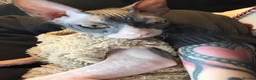Sphynx cats for sale: Our beloved sphynx siblings  - Advert 3
