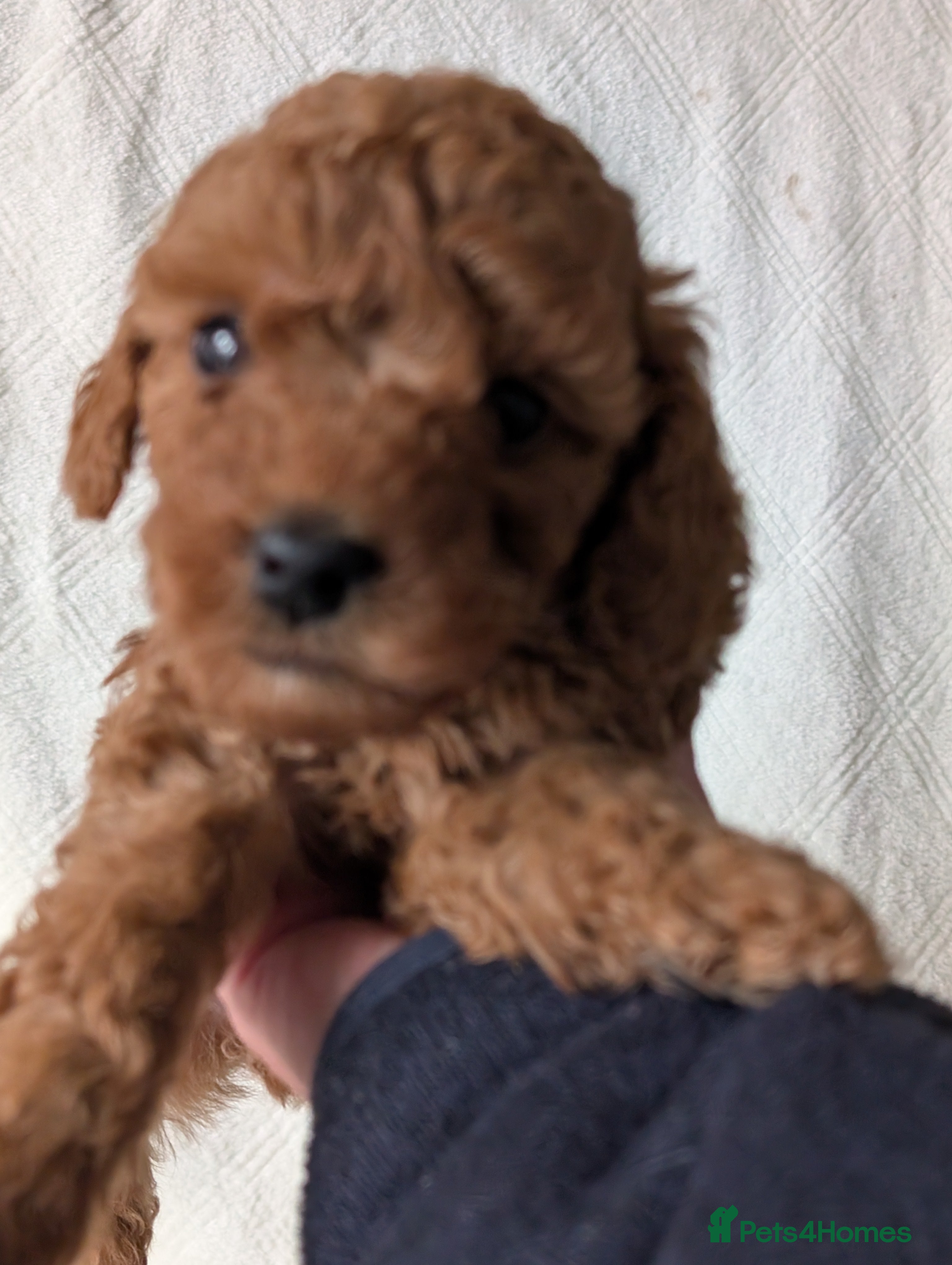 Cockapoo dogs cockerpoo for sale  - Advert 2