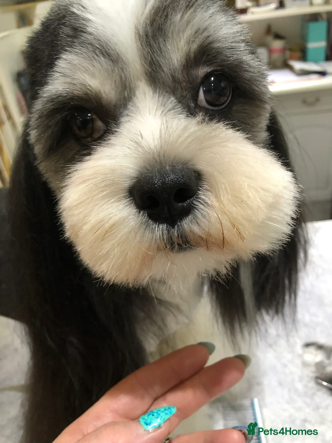 Lhasa Apso dogs for stud: Lhasa apso stud in Warwick - Advert 4