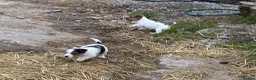 Jack Russell dogs for sale:  Tri coloured Jack Russel Pups! - Advert 15