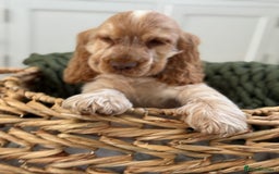 Cocker Spaniel dogs for sale: Show type cocker spaniels 🐶 ready now 🐶 - Image 20