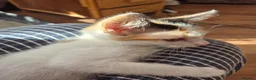 Mixed Breed cats for sale: 2 kittens Ready To Leave - Advert 15