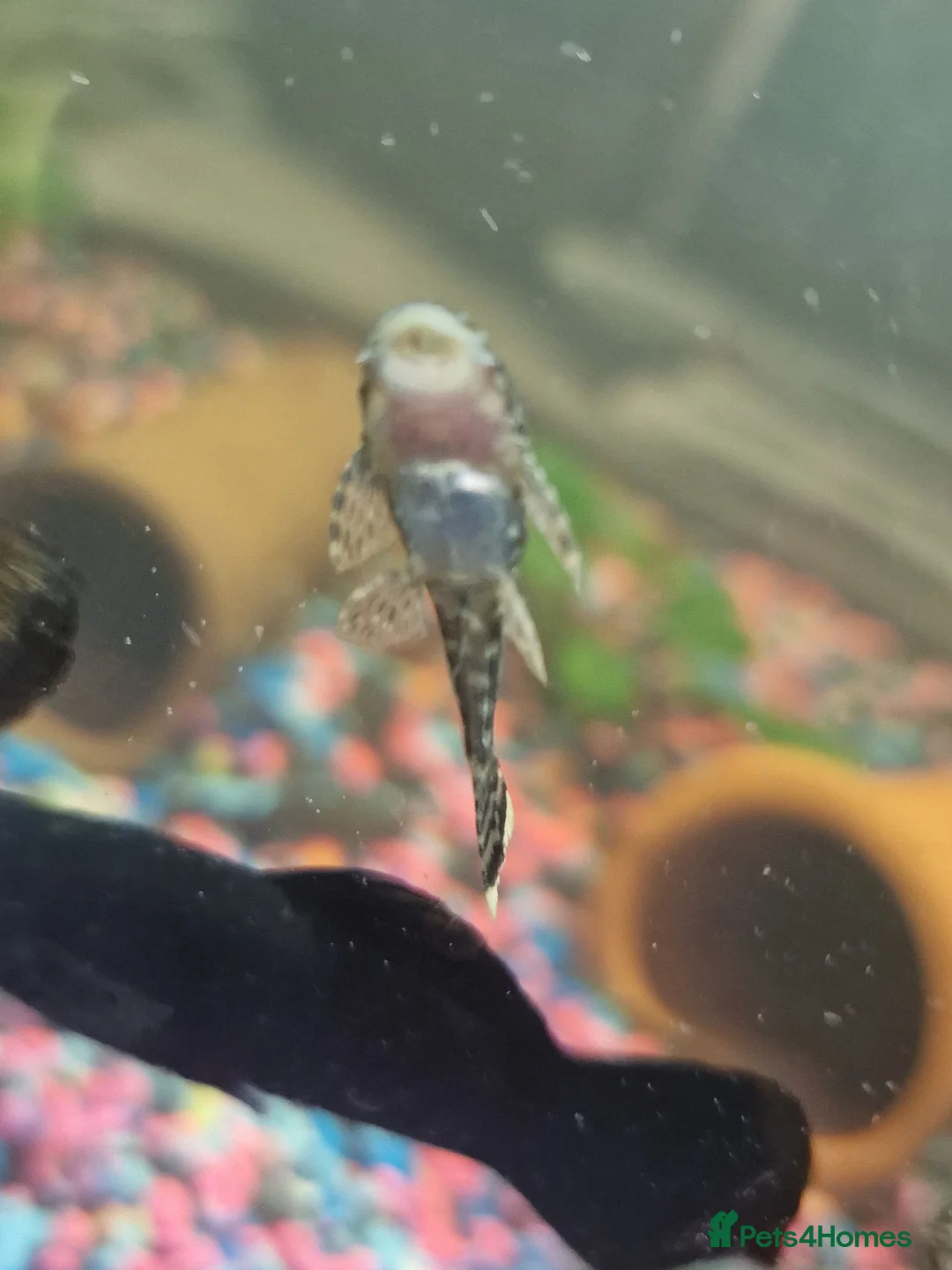 Other/Mixed Breed fish for sale: Mixed tropical fish available please read in Poole - Advert 1